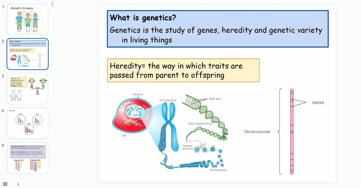 Biology (and Bitheolaíocht) Grinds - Image 1