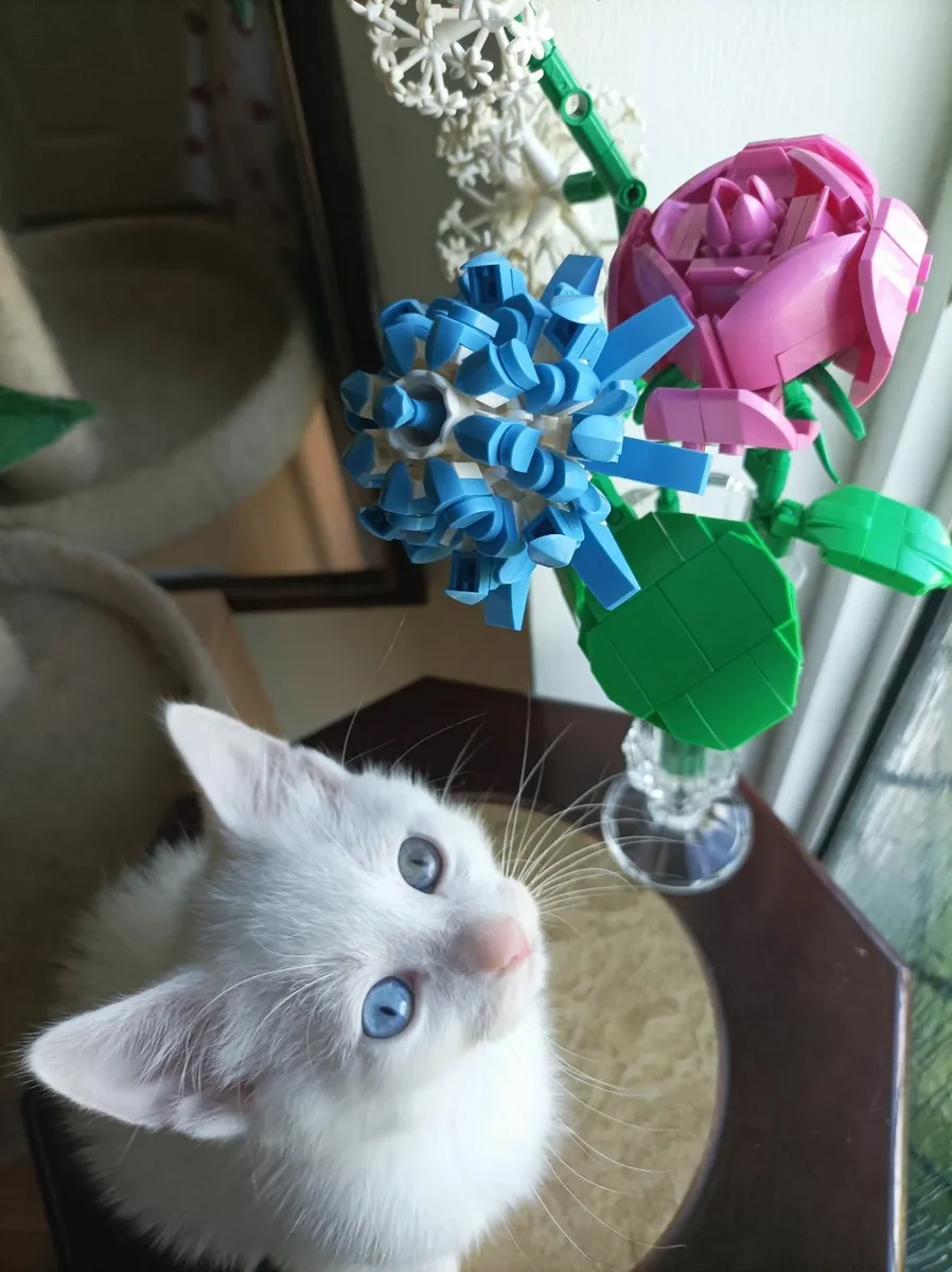 VAN///Turkish Van kittens - Image 3