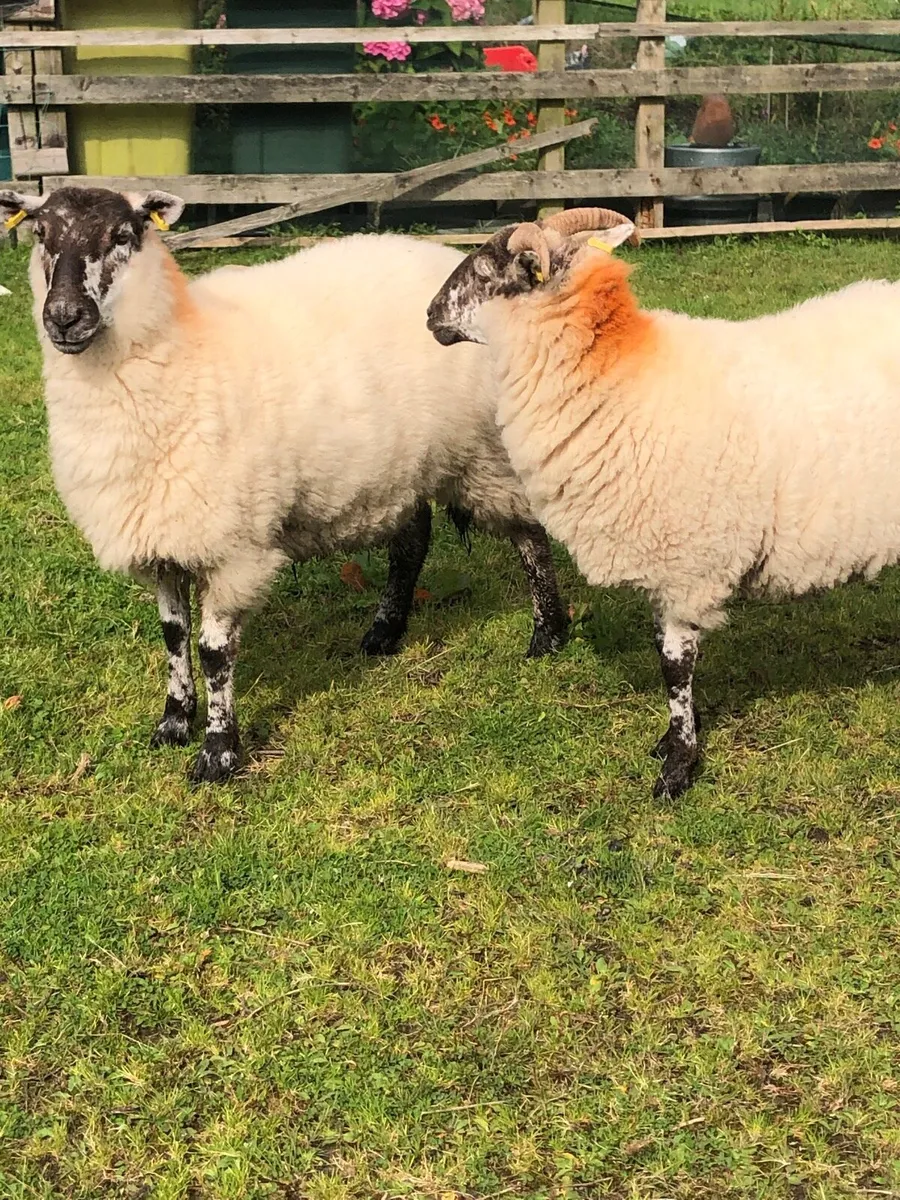 Sheep - Image 2