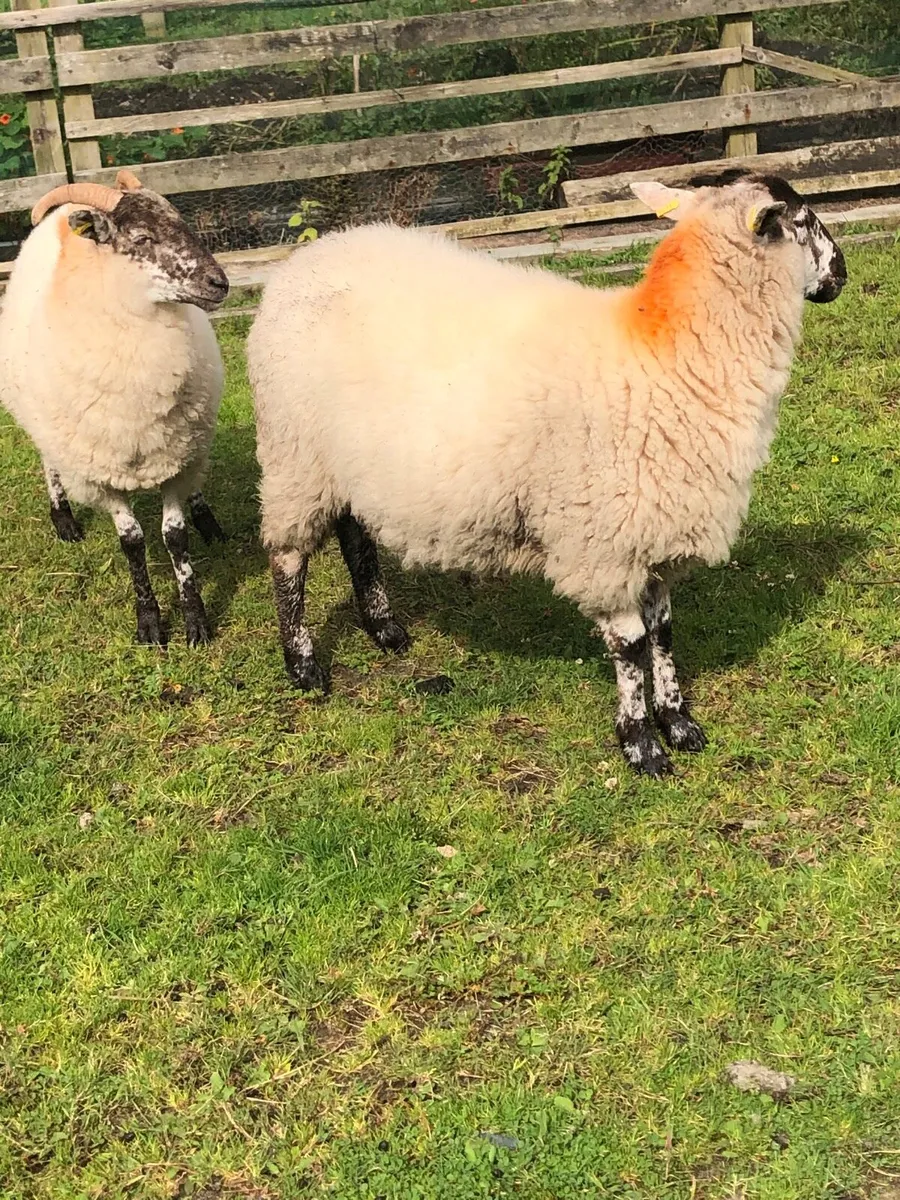Sheep - Image 1
