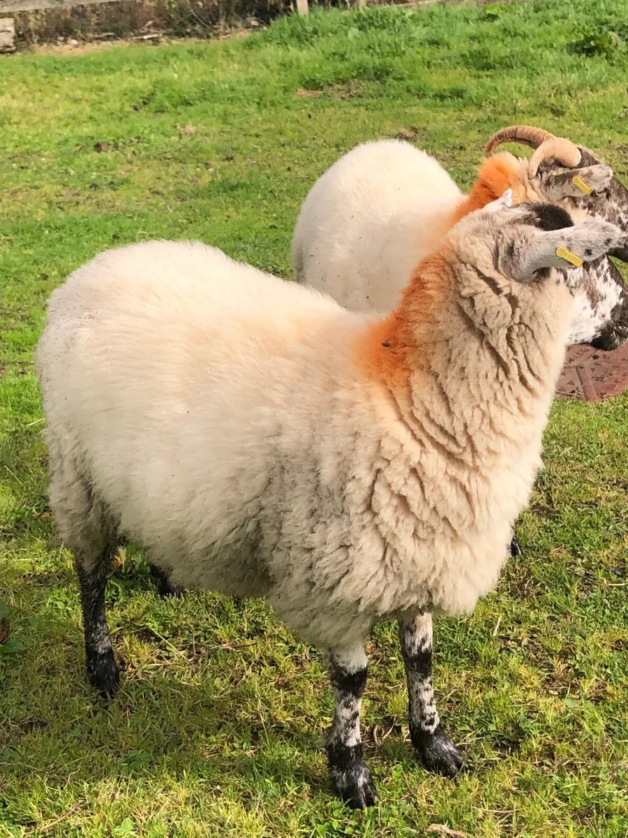 Sheep - Image 4