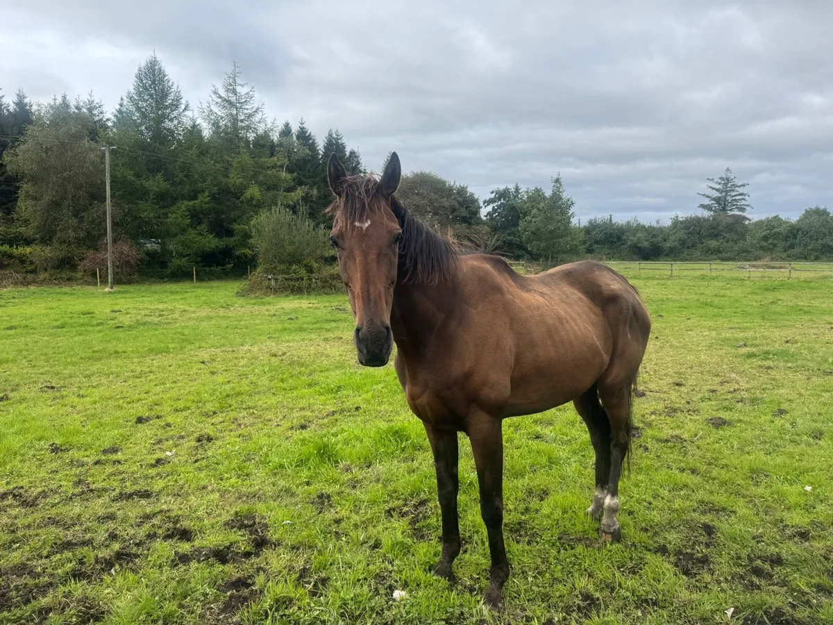 Bay Gelding - Image 3