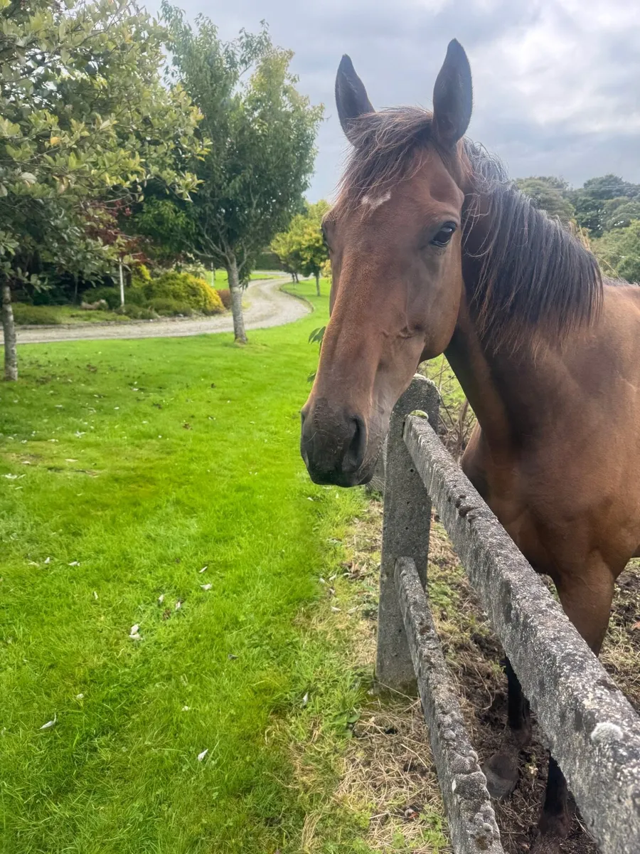 Bay Gelding - Image 4