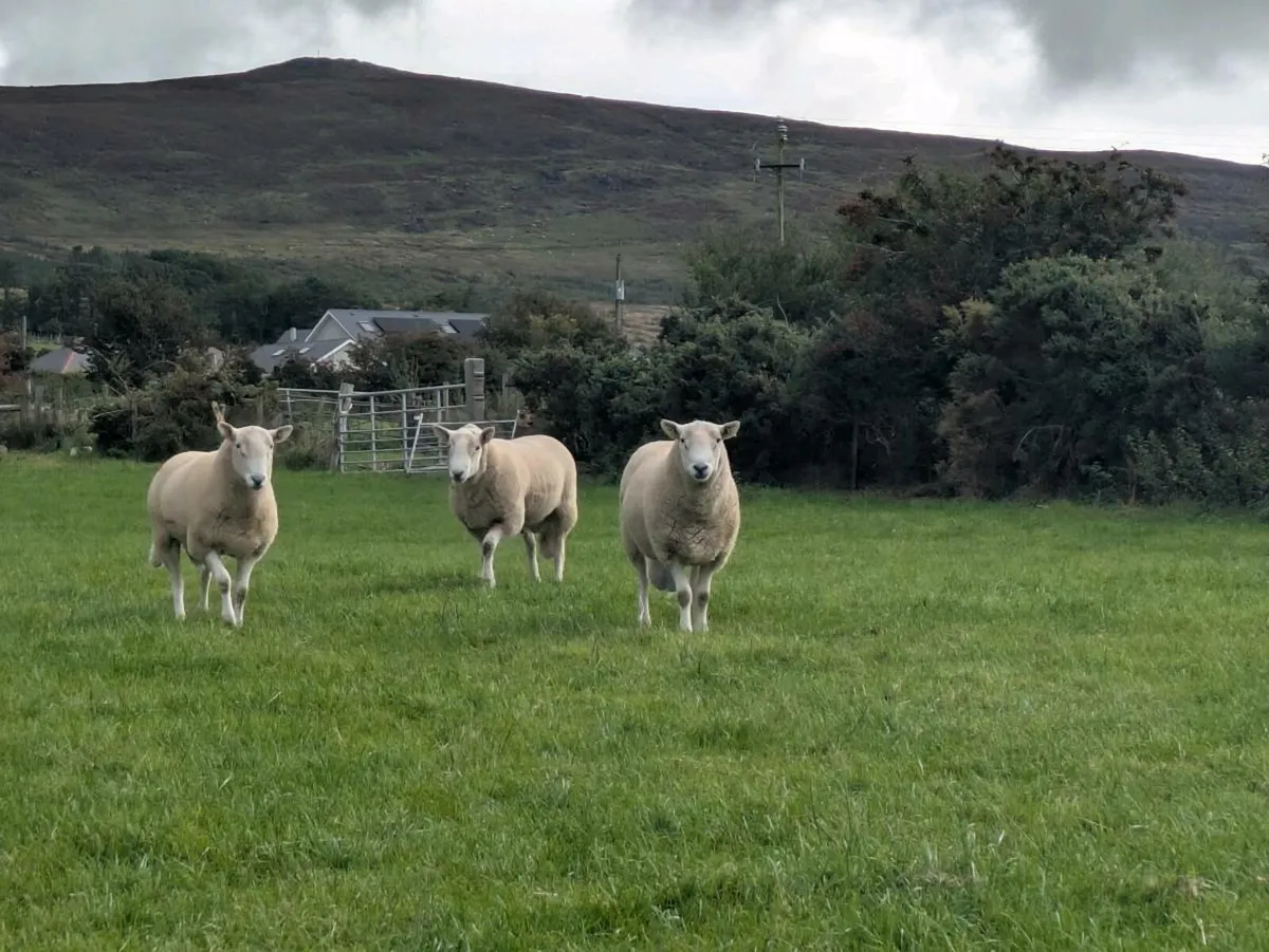 Cheviot rams - Image 1