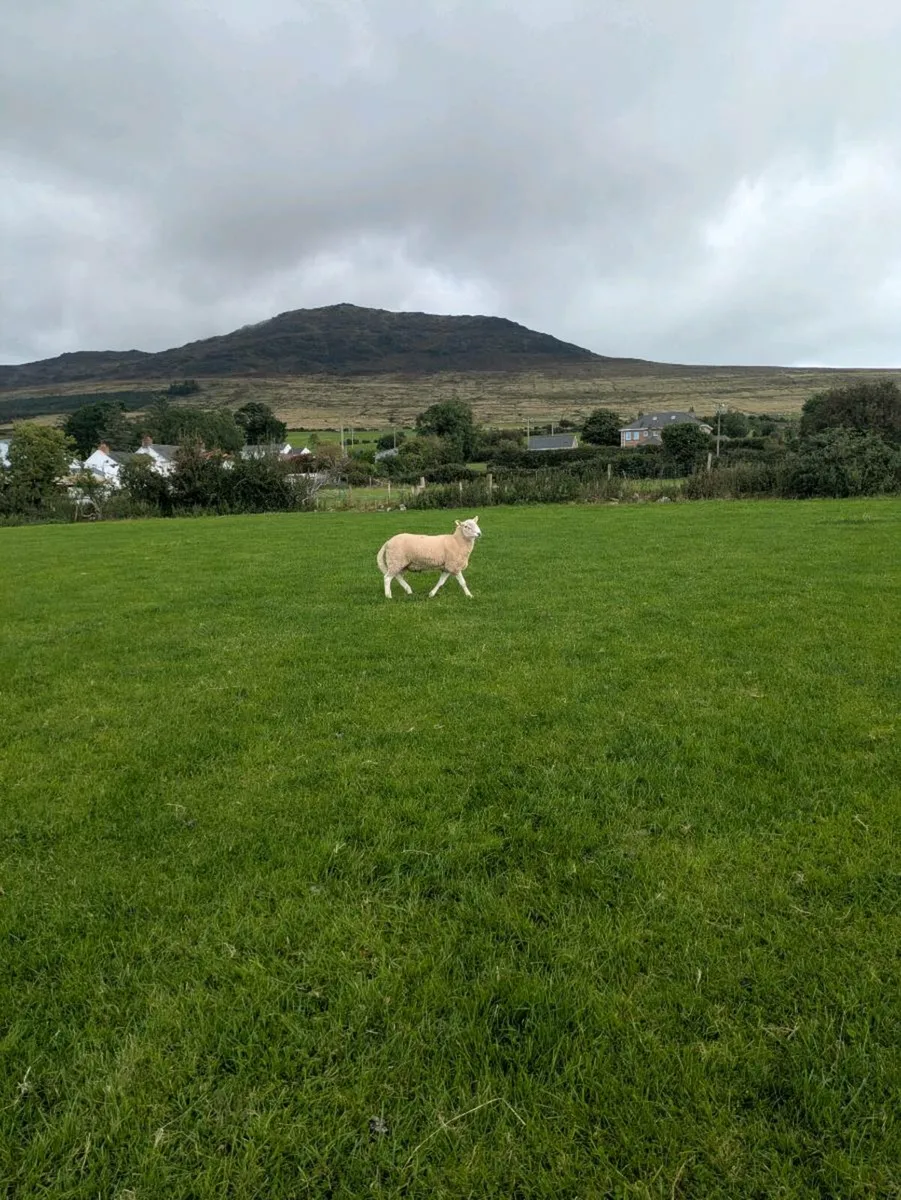 Cheviot rams - Image 2