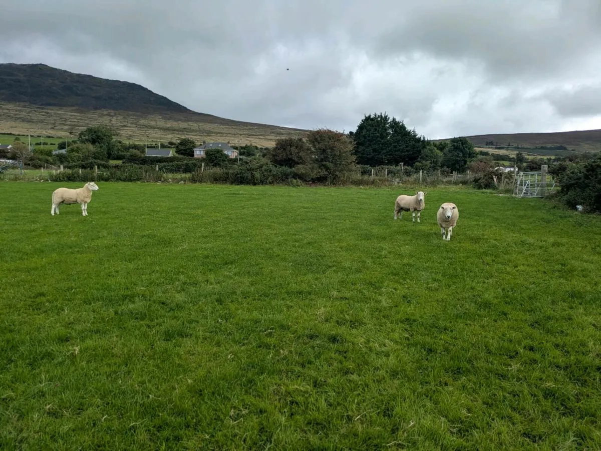 Cheviot rams - Image 3