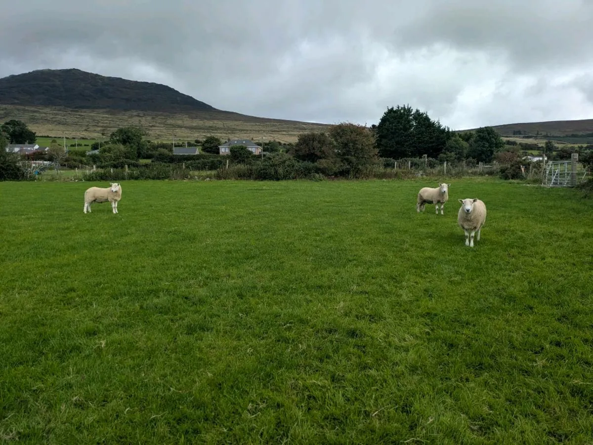 Cheviot rams - Image 4