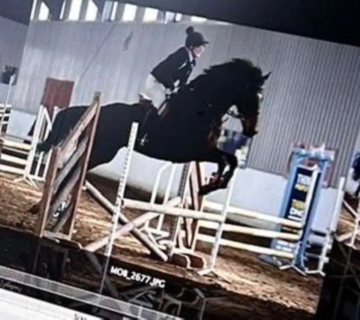 Bay Gelding - Image 1