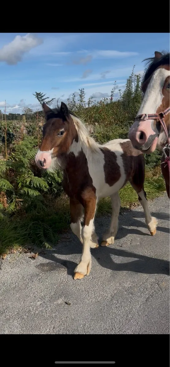 Foal to make 15hh - Image 1