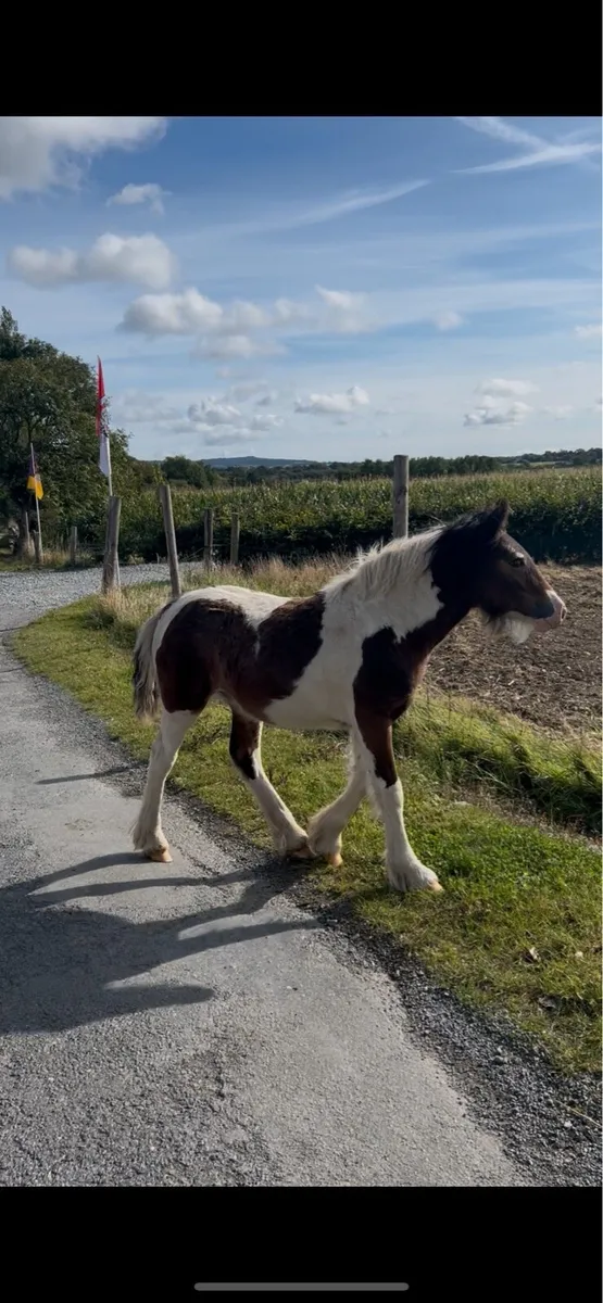 Foal to make 15hh - Image 2