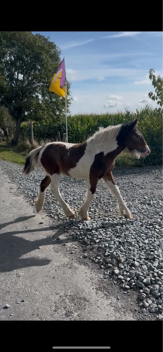 Foal to make 15hh - Image 3