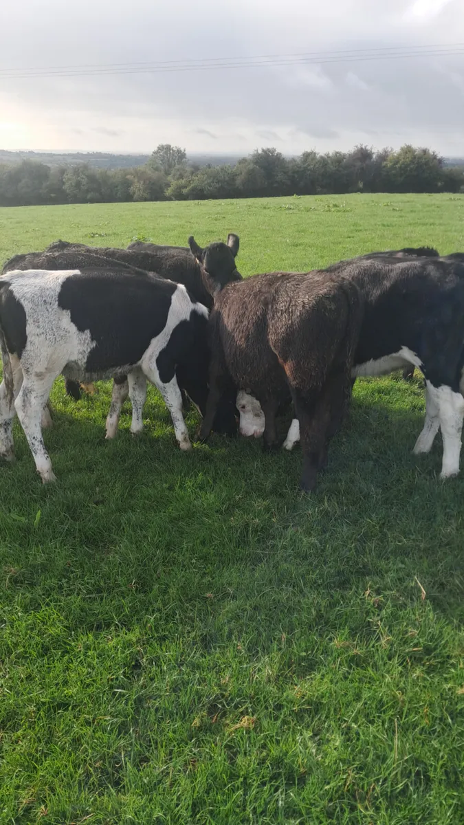 Weanling - Image 3