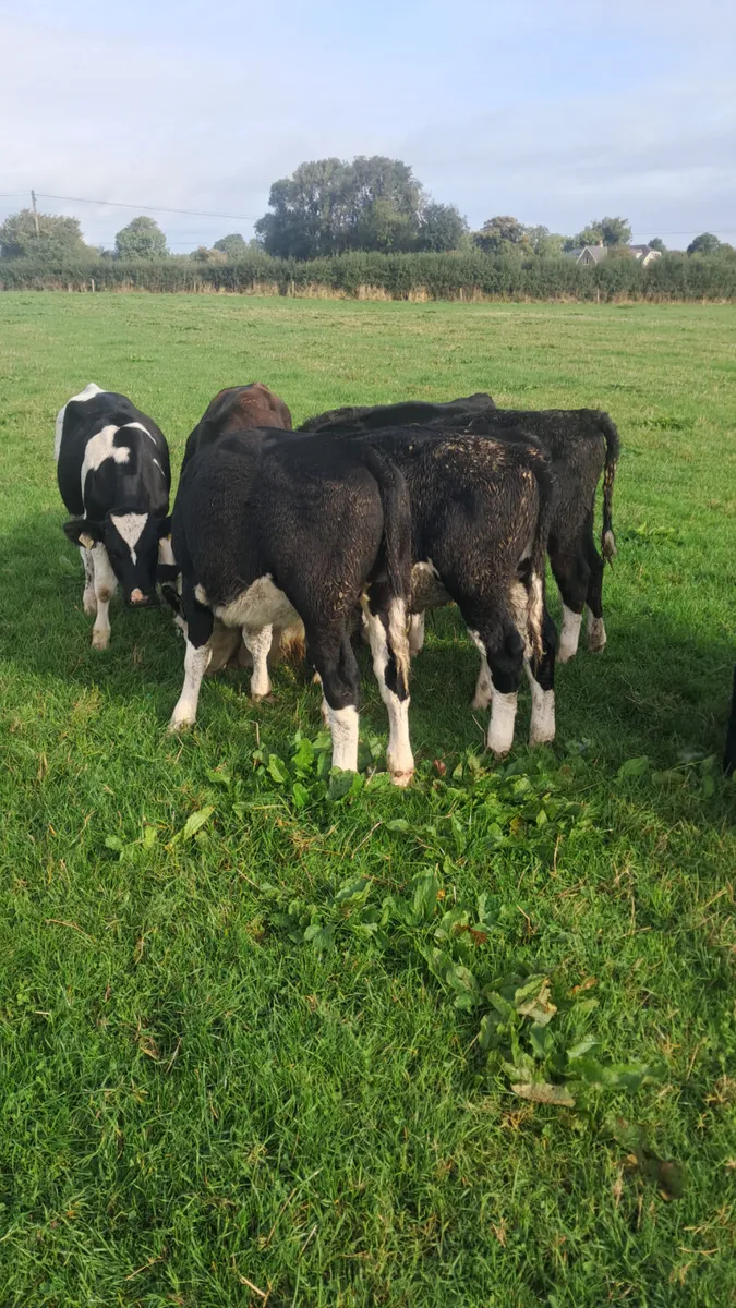 Weanling - Image 4