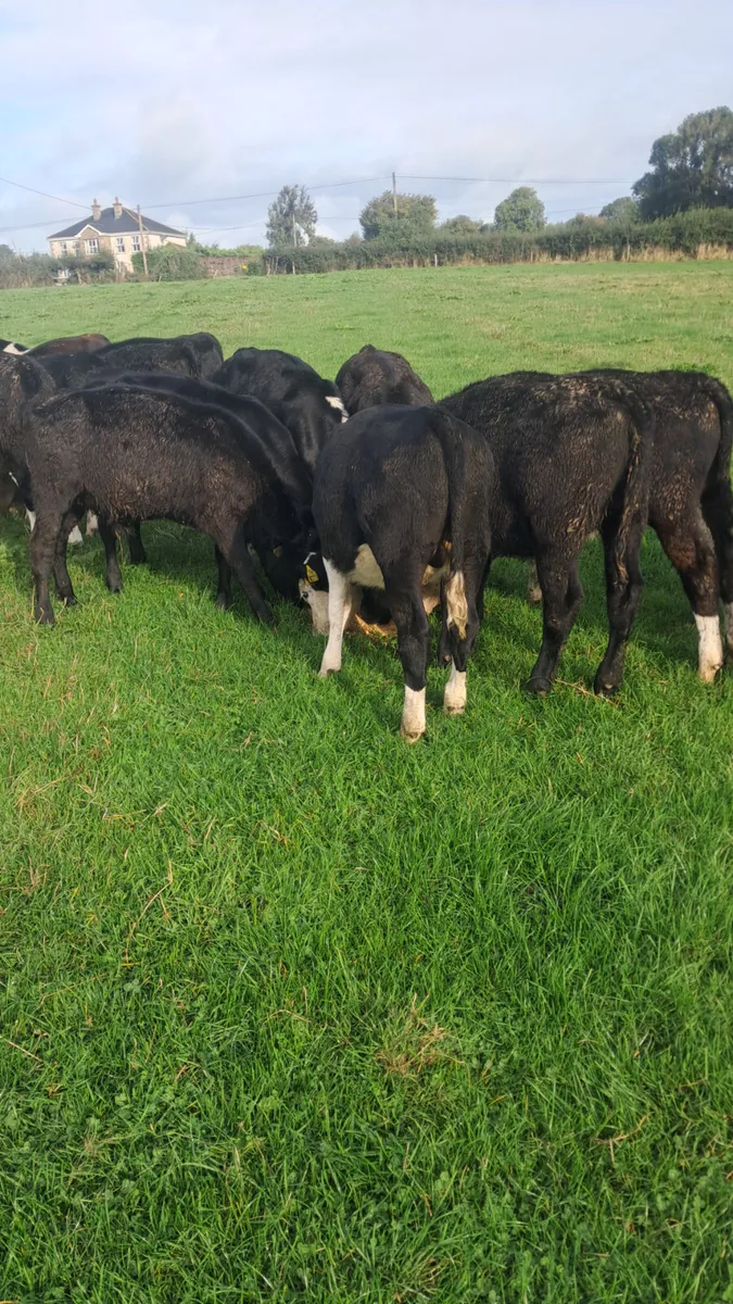 Weanling - Image 2