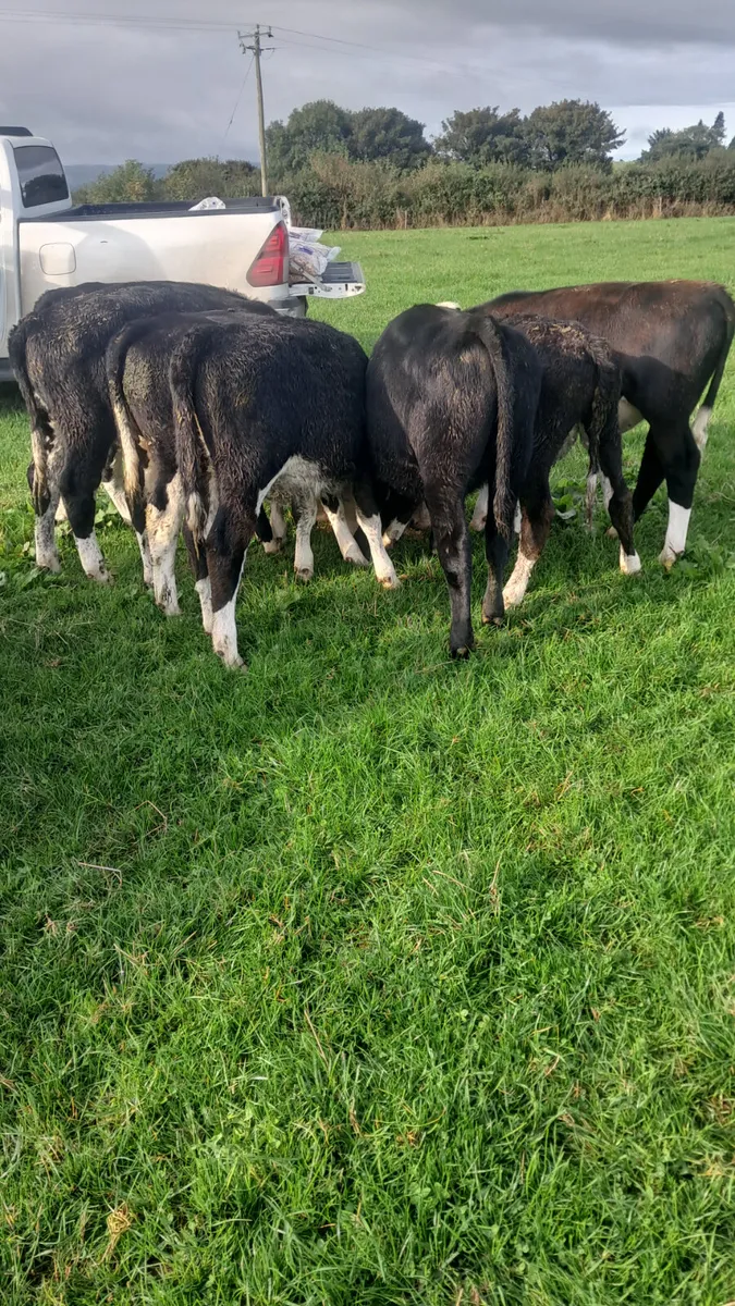 Weanling - Image 1