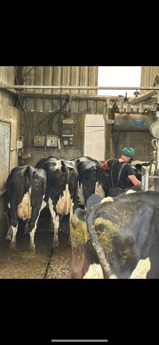 Empty dairy cows