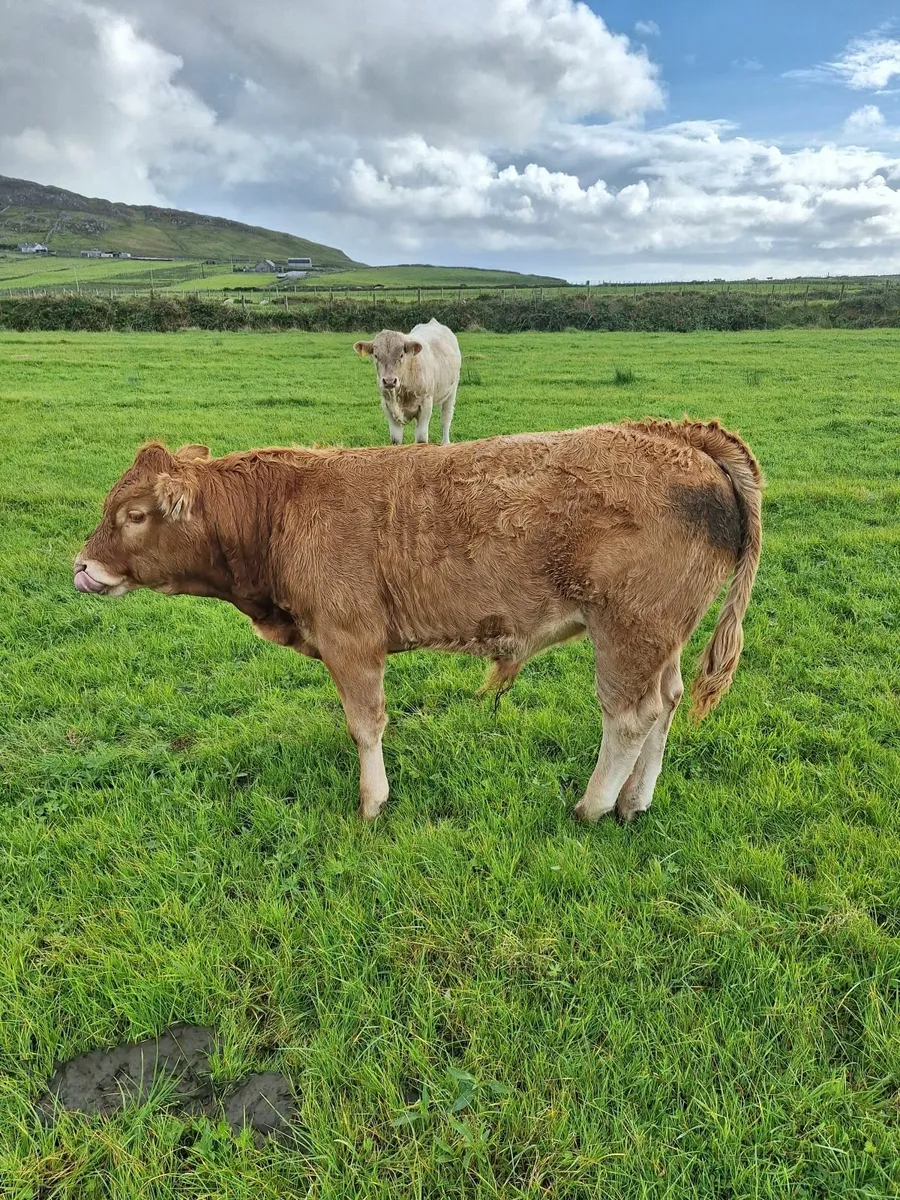 Weanling bulls - Image 1
