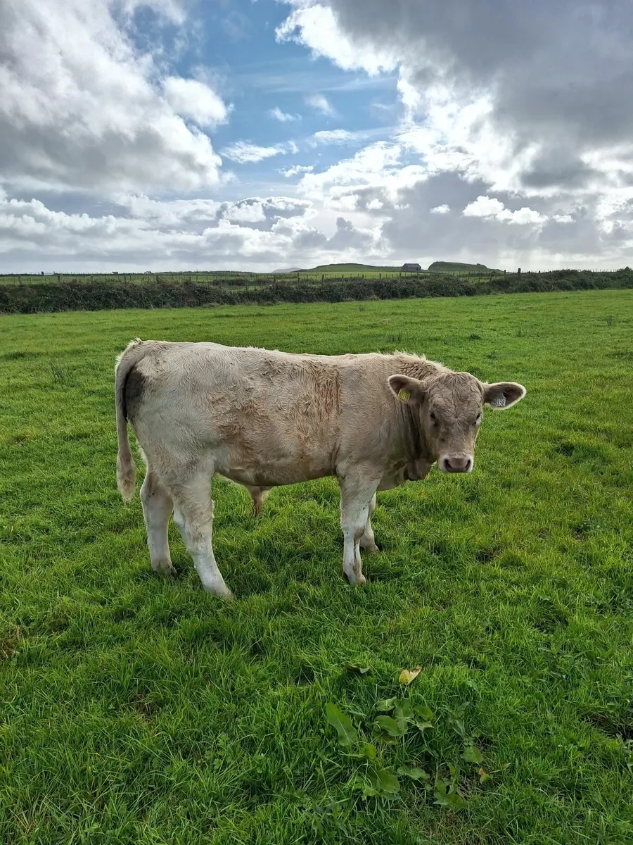 Weanling bulls - Image 2