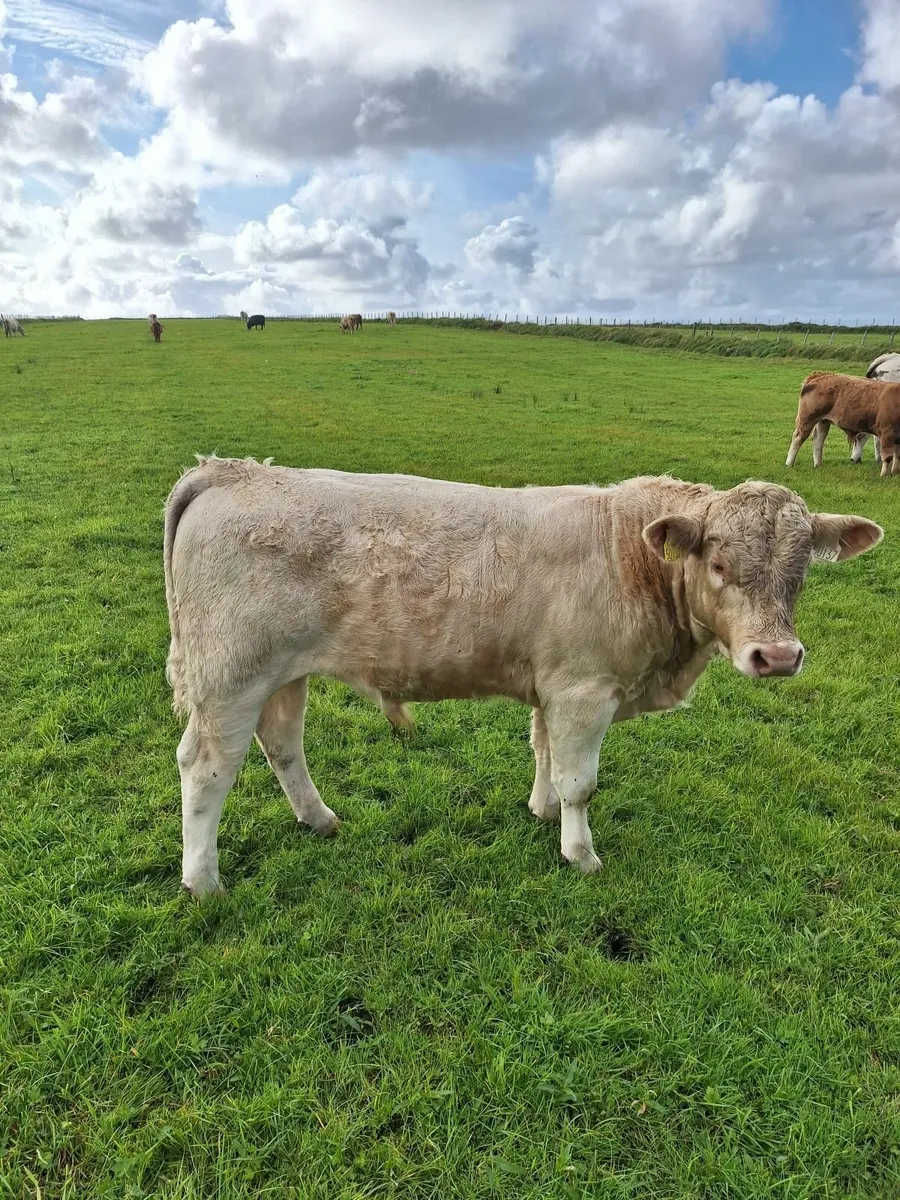 Weanling bulls - Image 3
