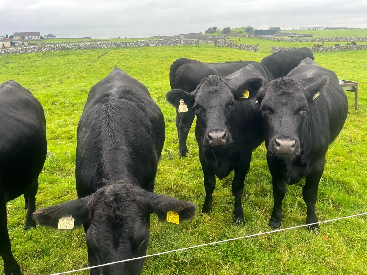 Angus Heifers - Image 1