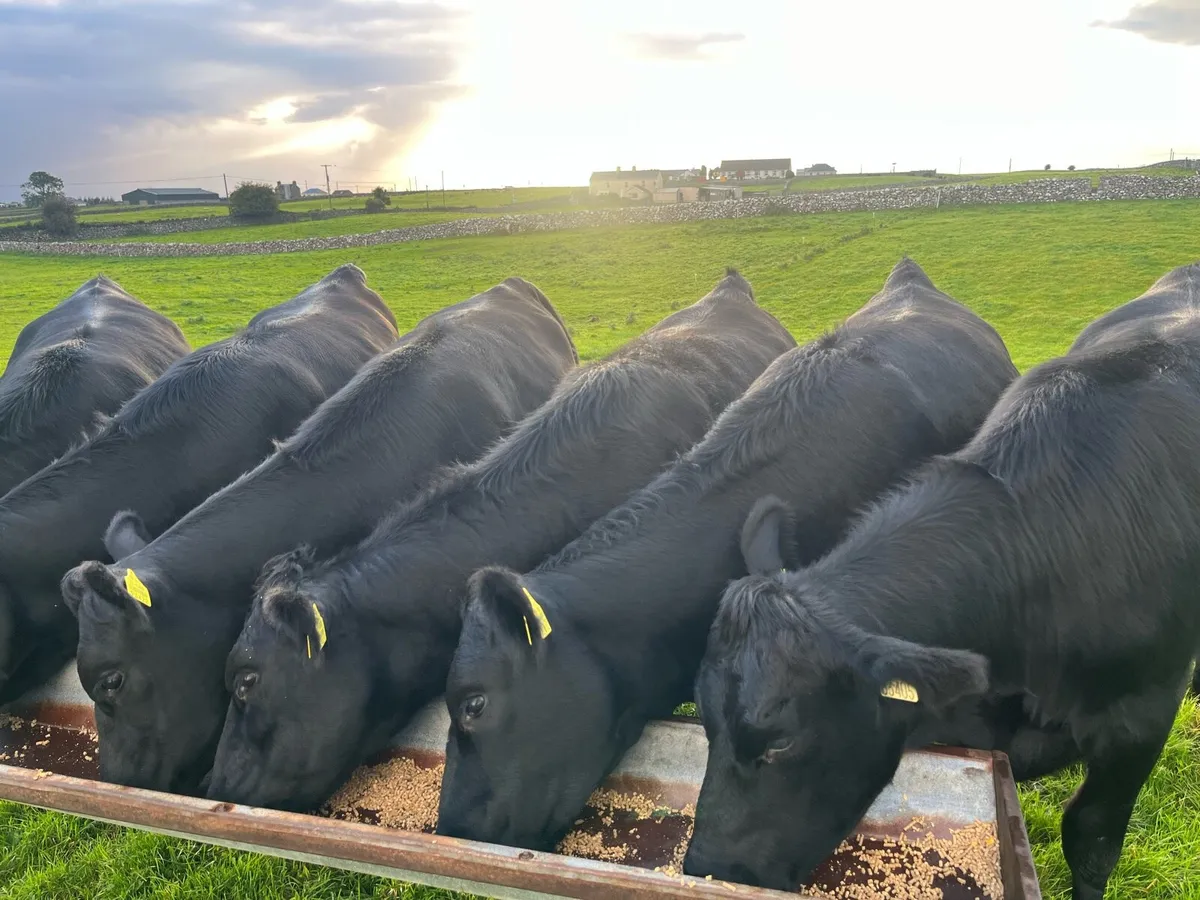 Angus Heifers - Image 2