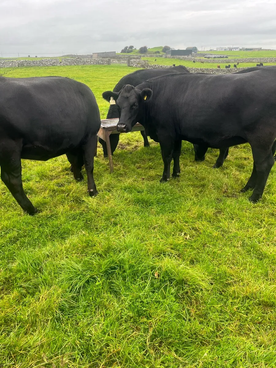 Angus Heifers - Image 3