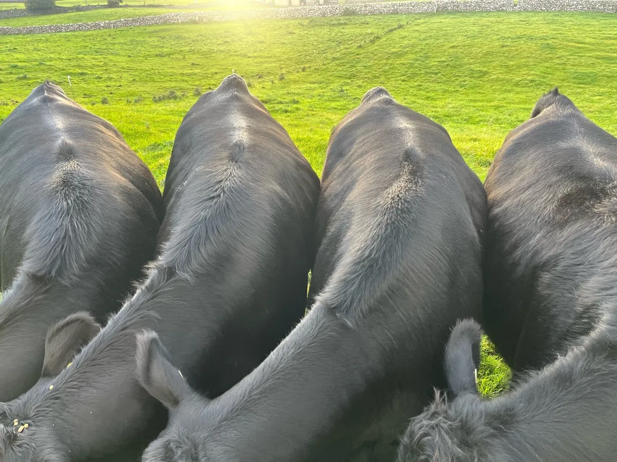 Angus Heifers - Image 4