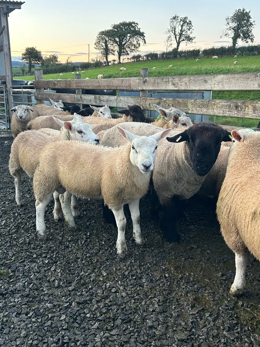 Ram lambs - Image 1