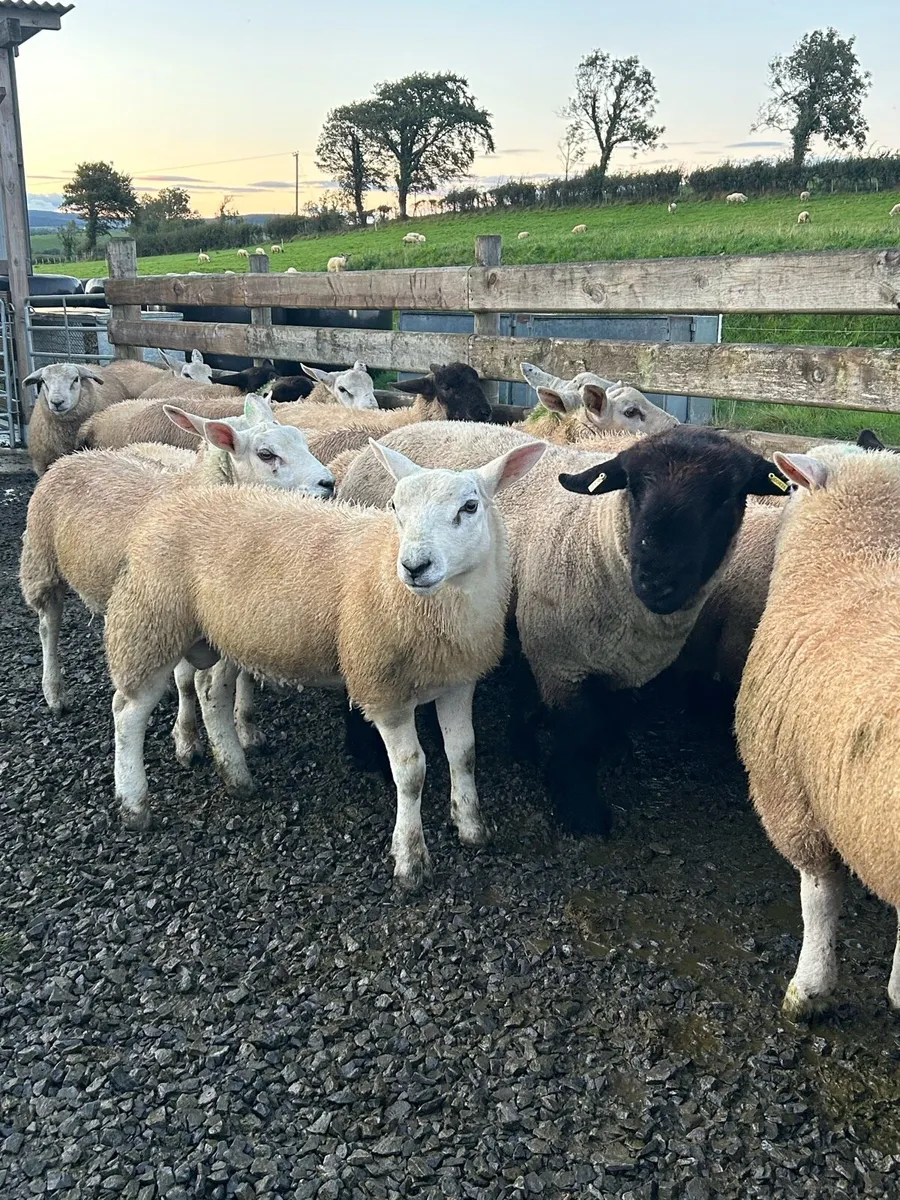 Ram lambs - Image 2