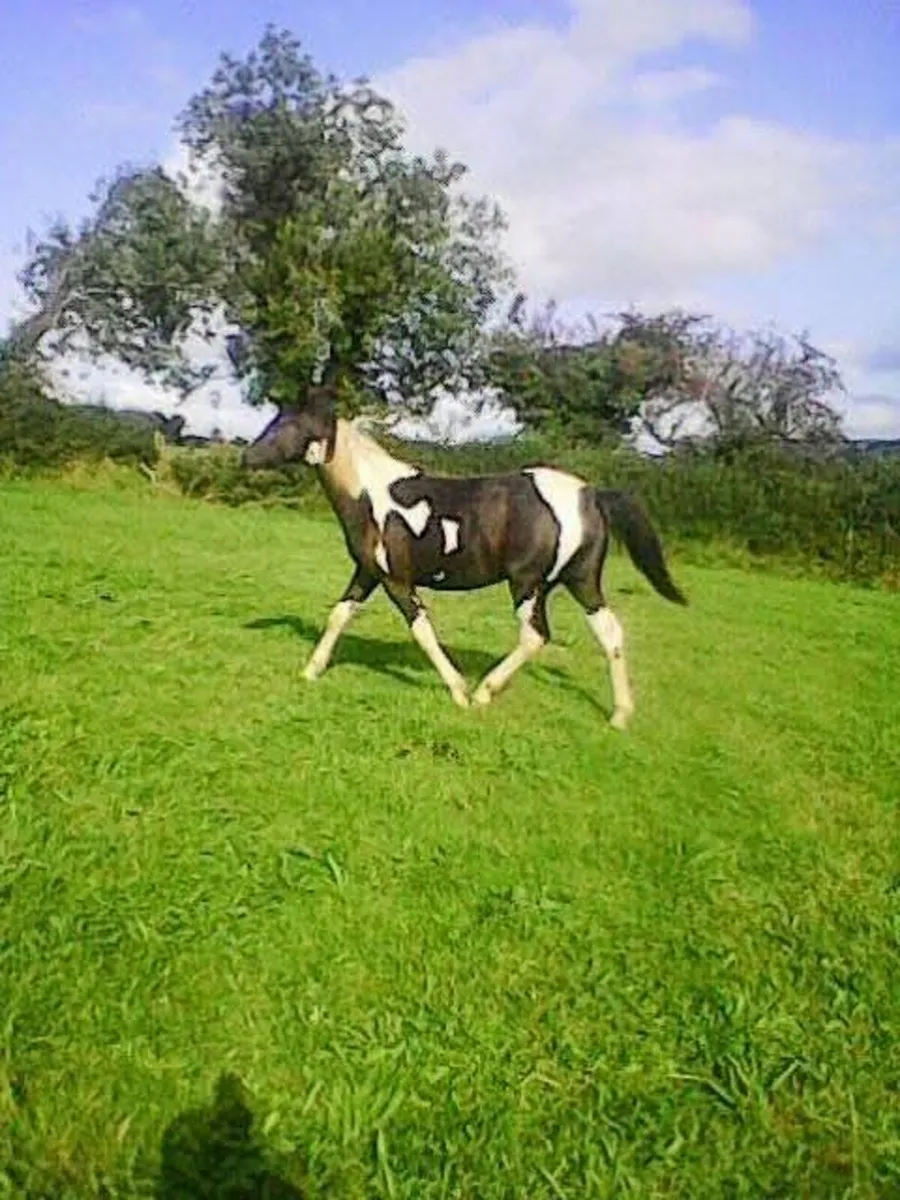 3 Year Old Filly Unbroken - Image 2