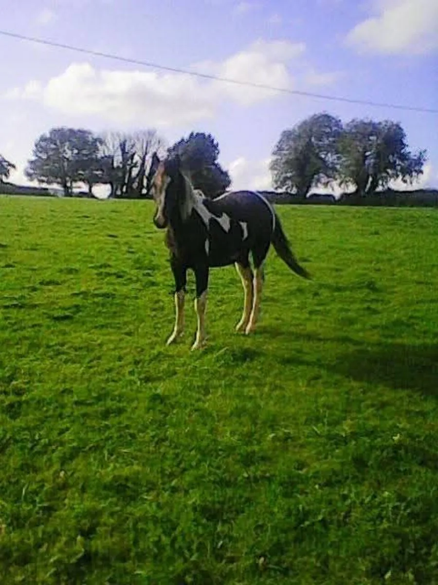 3 Year Old Filly Unbroken - Image 1