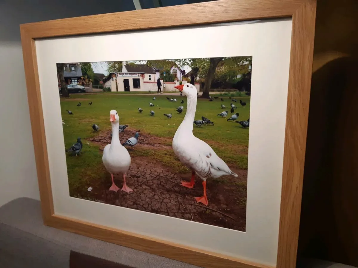 The Lough, Cork - Image 2