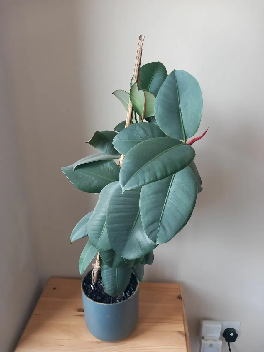 House plants - Image 2