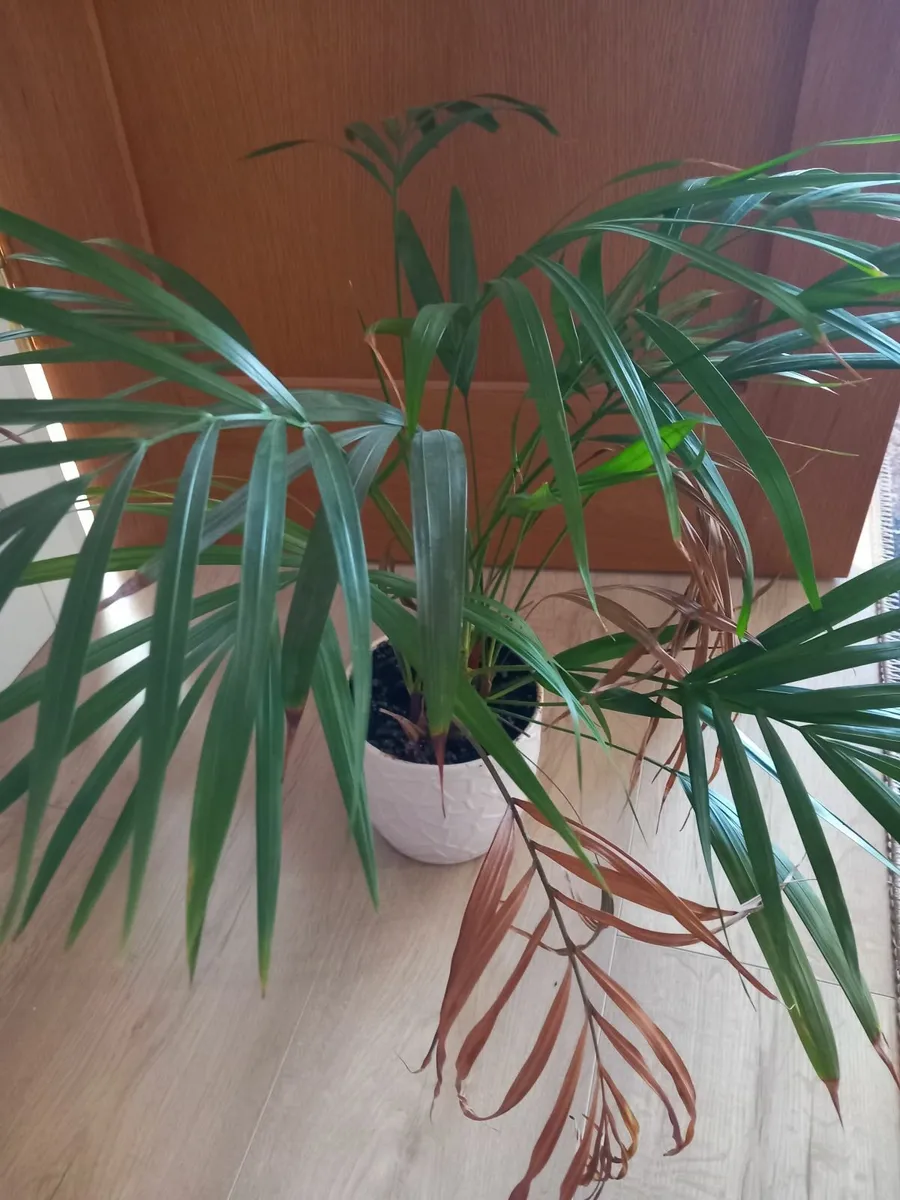 House plants - Image 3
