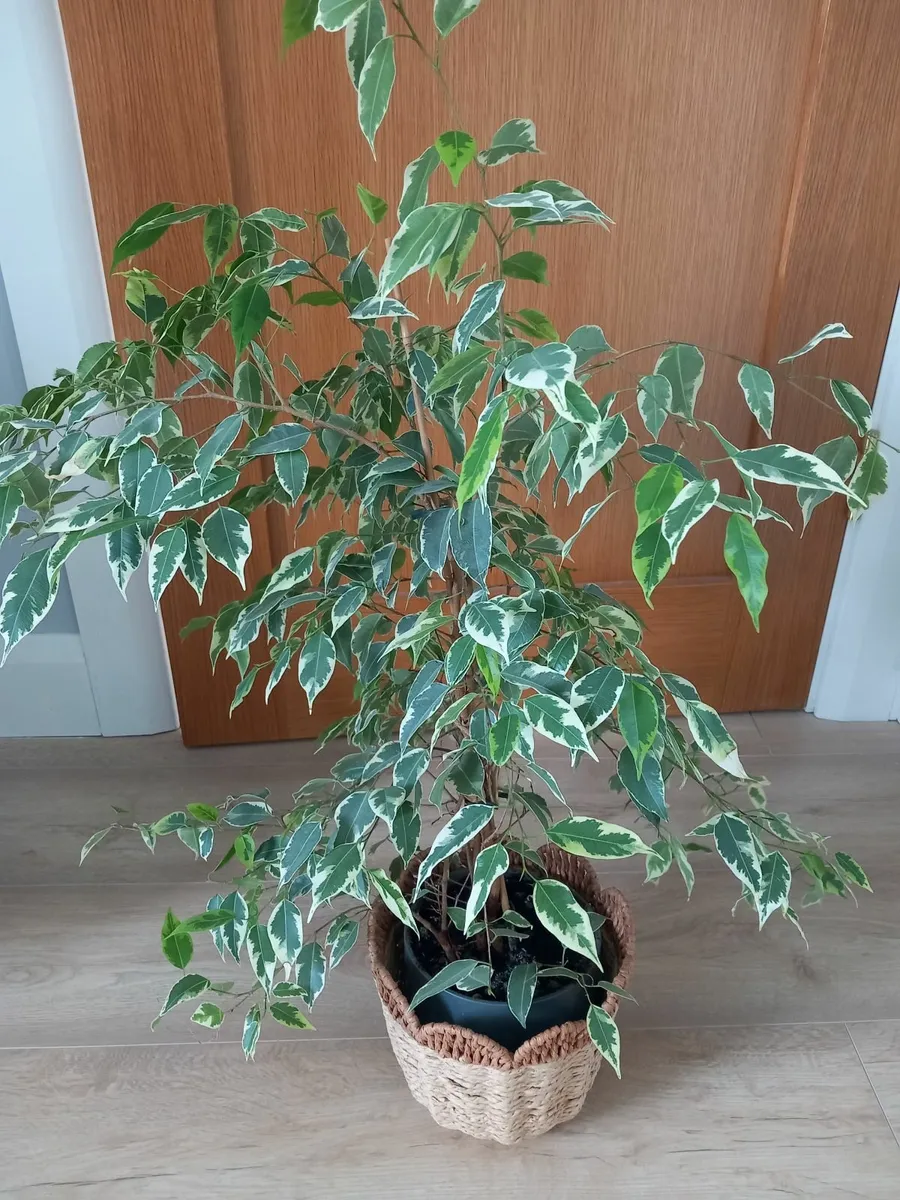 House plants - Image 4