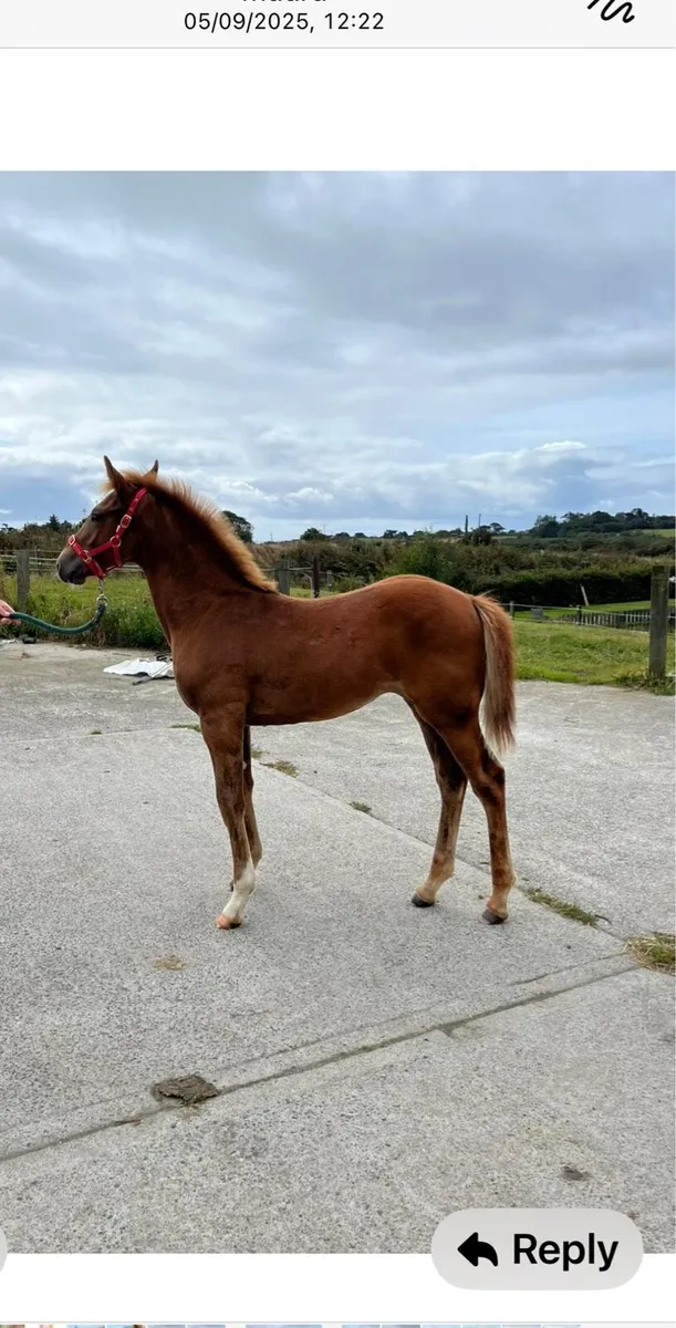 Hollypark Diamond RID  Filly Foal - Image 1