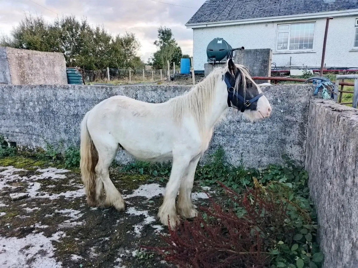 Gelding - Image 1