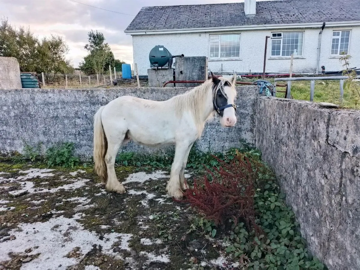 Gelding - Image 2