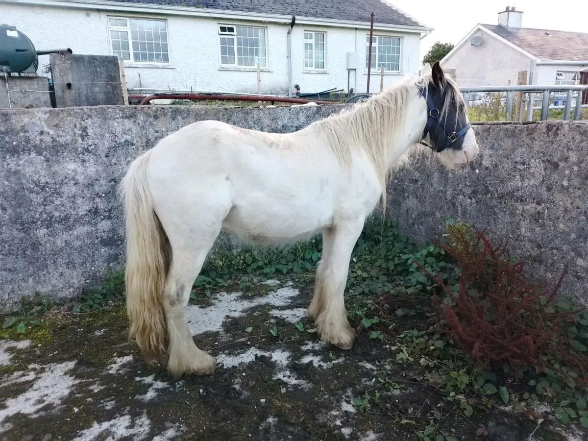 Gelding - Image 3