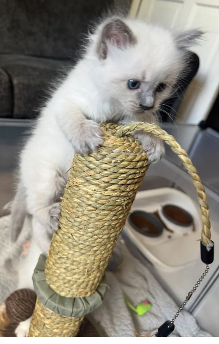 Ragdoll kittens - Image 2