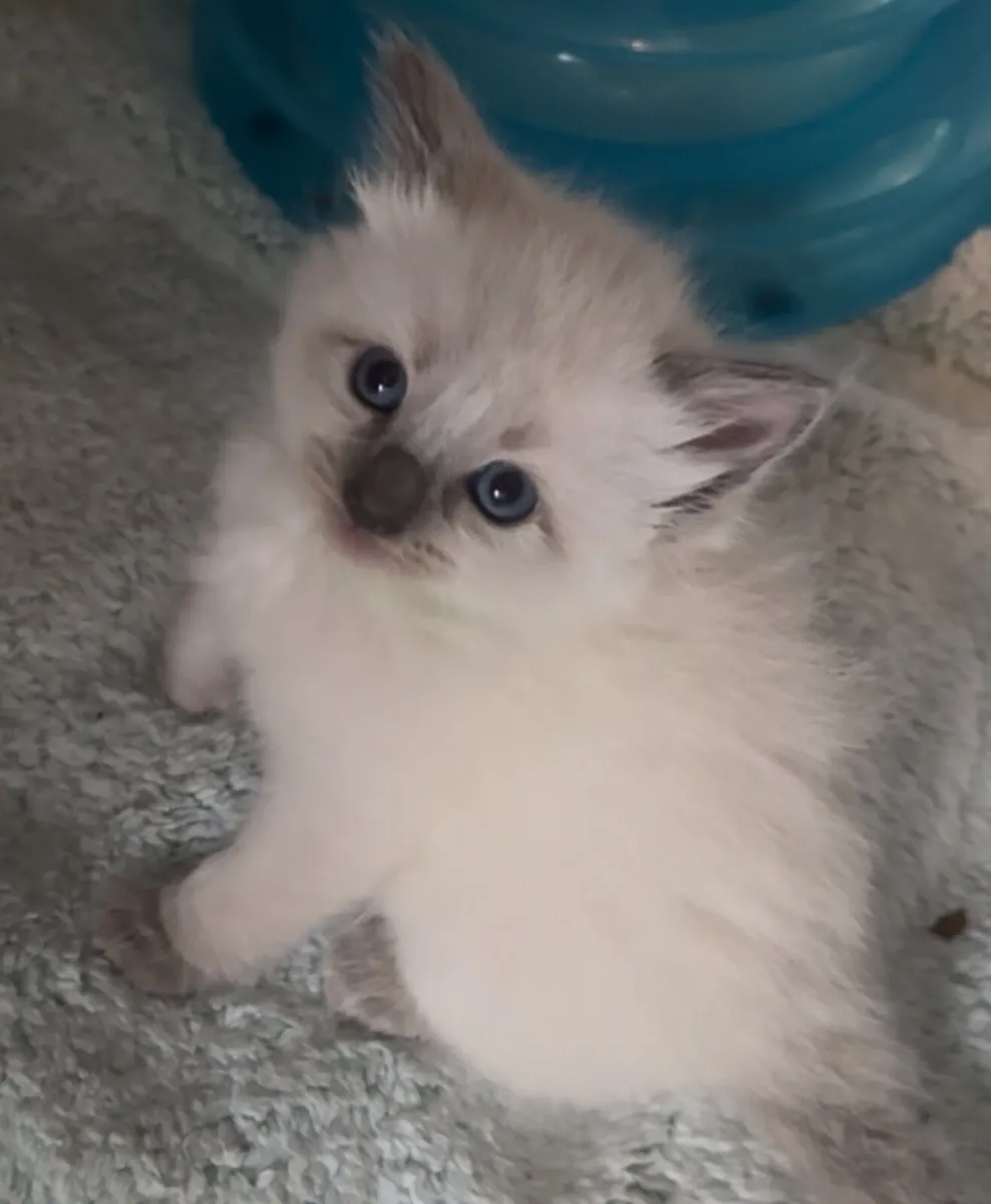 Ragdoll kittens - Image 1
