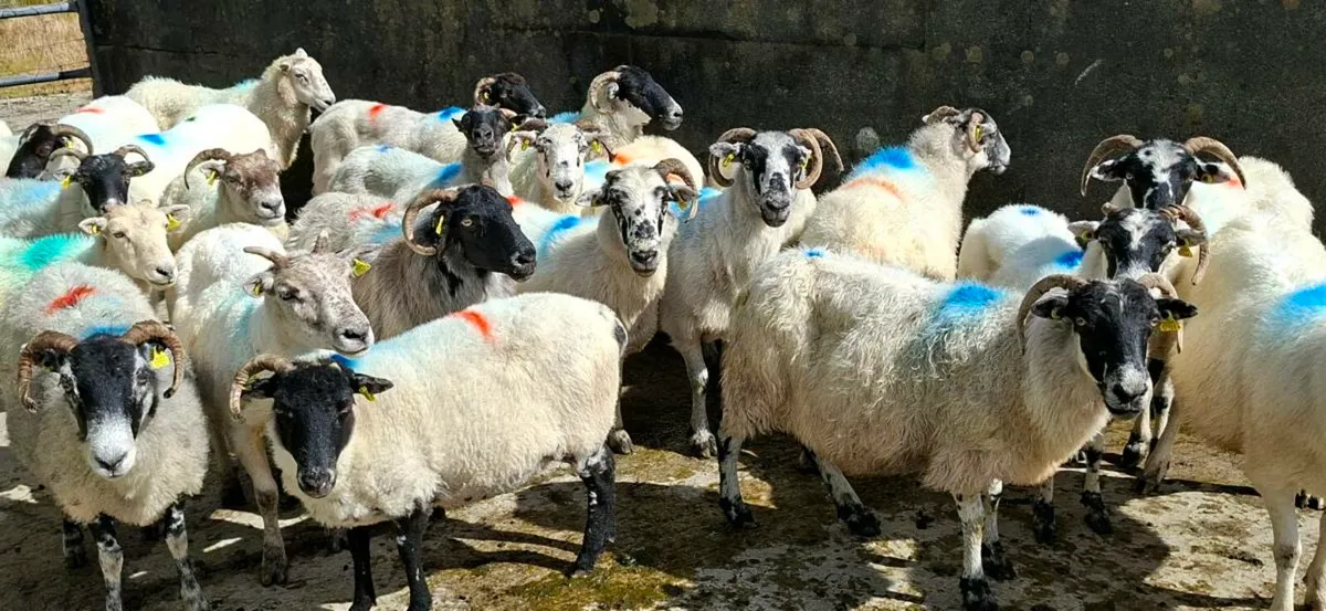 Organic Breeding Ewes