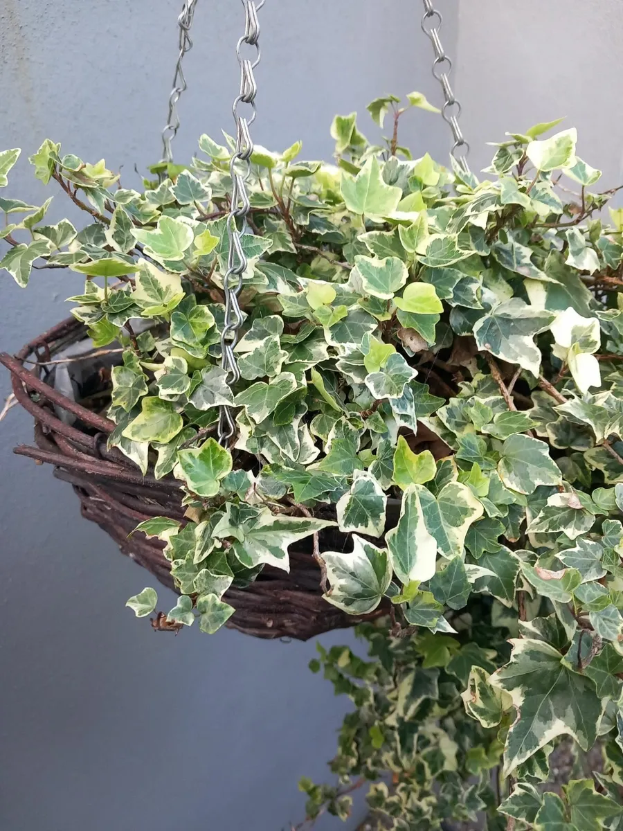 Hanging baskets - Image 1