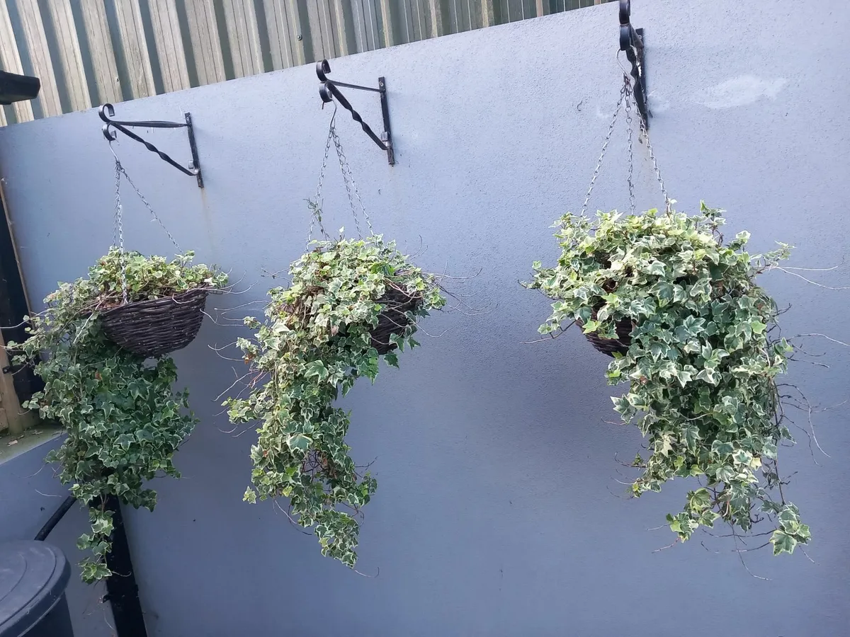Hanging baskets - Image 3