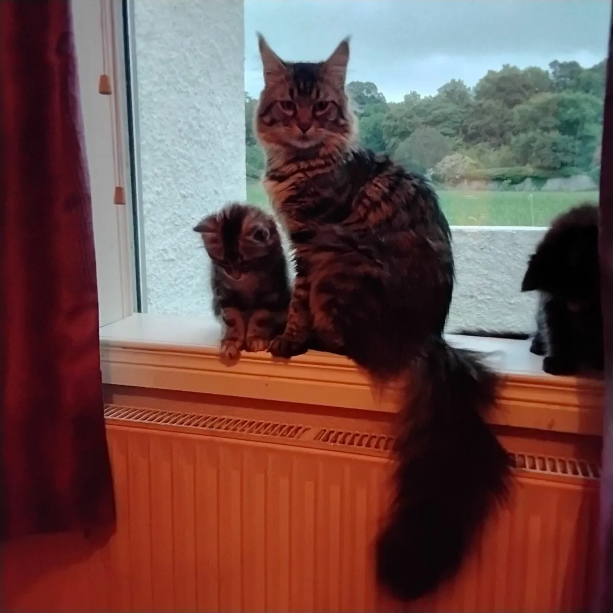Maine Coon kittens - Image 3