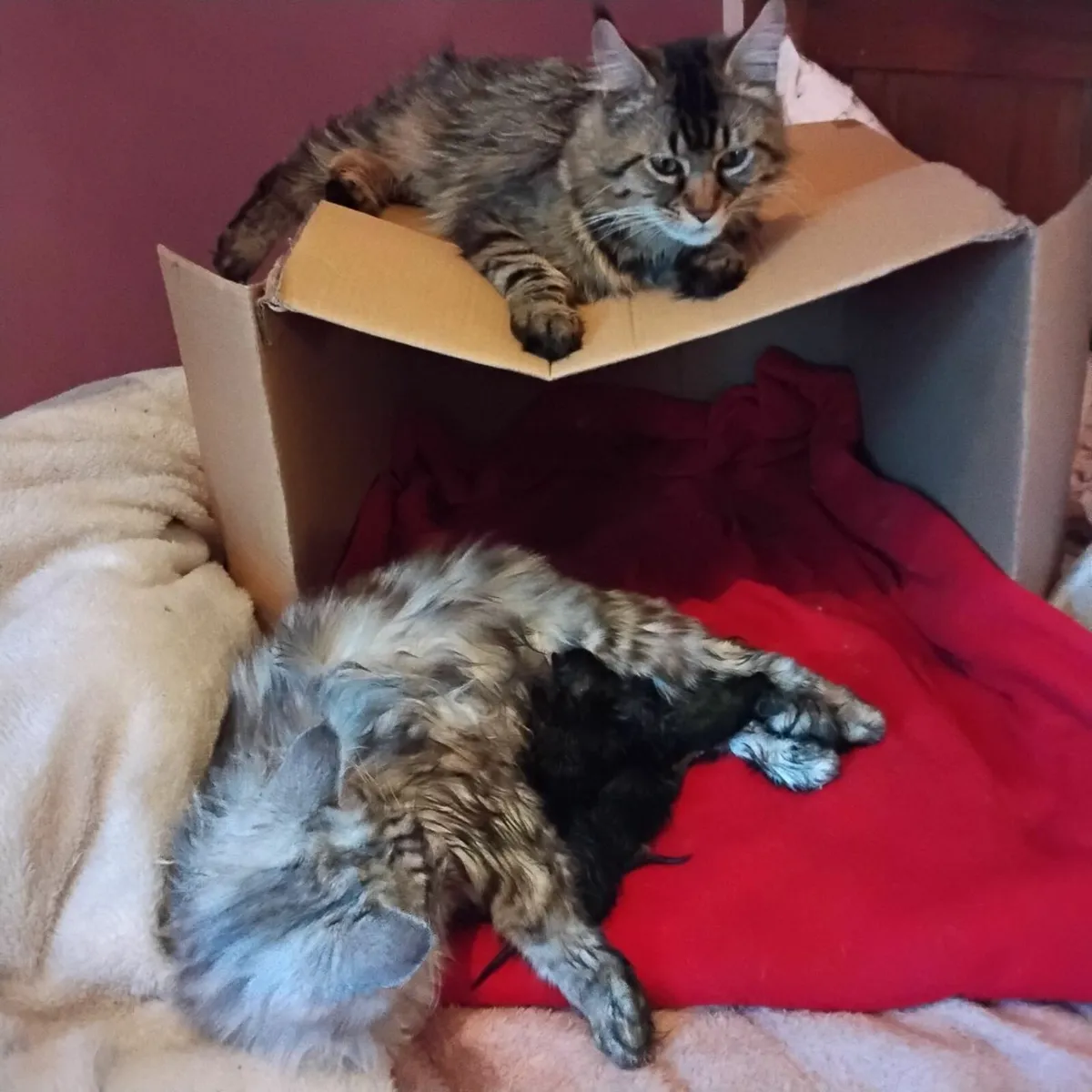 Maine Coon kittens - Image 4