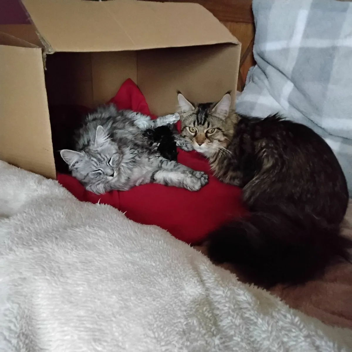 Maine Coon kittens - Image 4