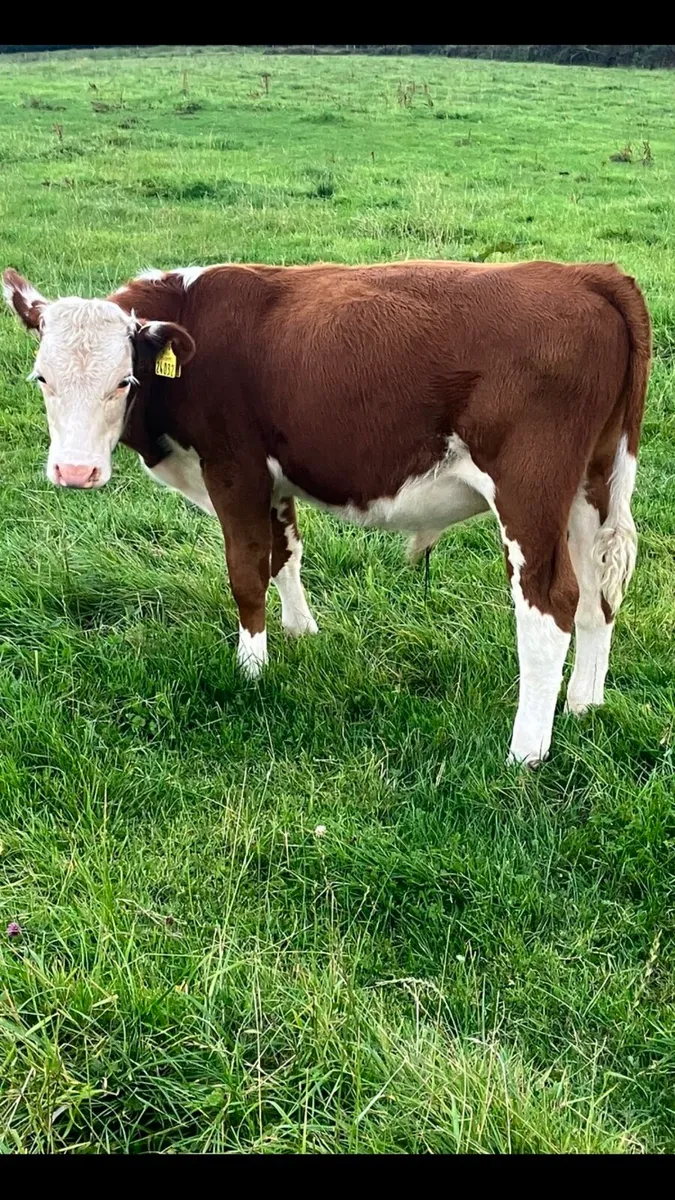 Bull weanlings - Image 1