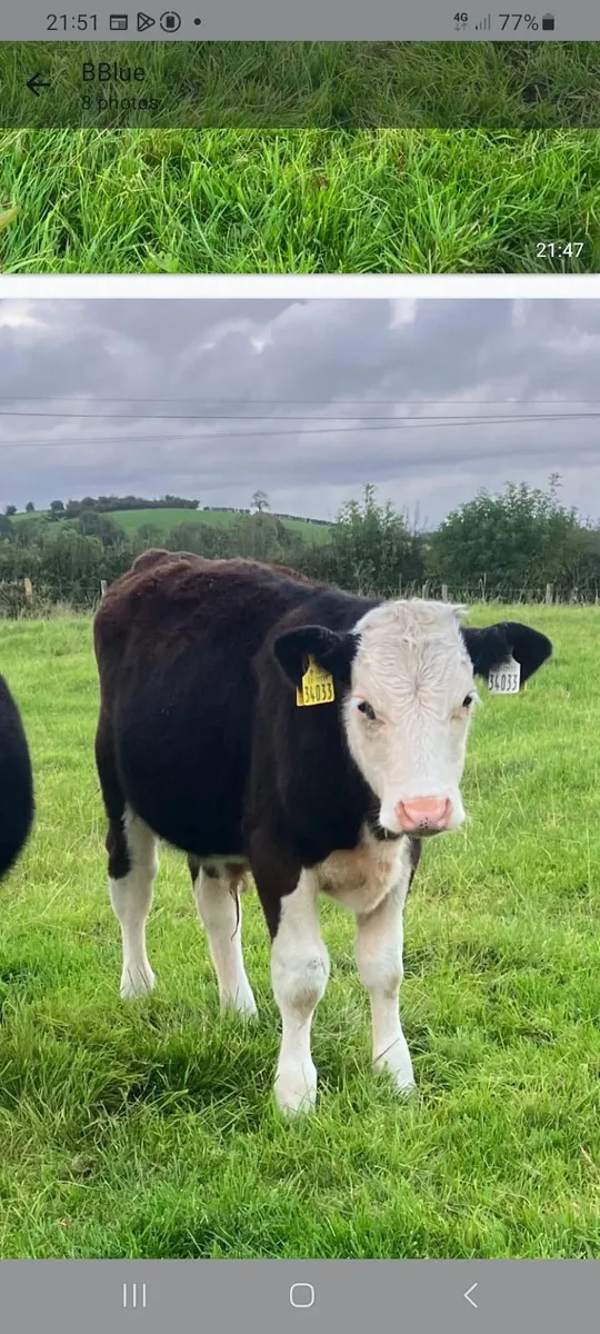 Bull weanlings - Image 2