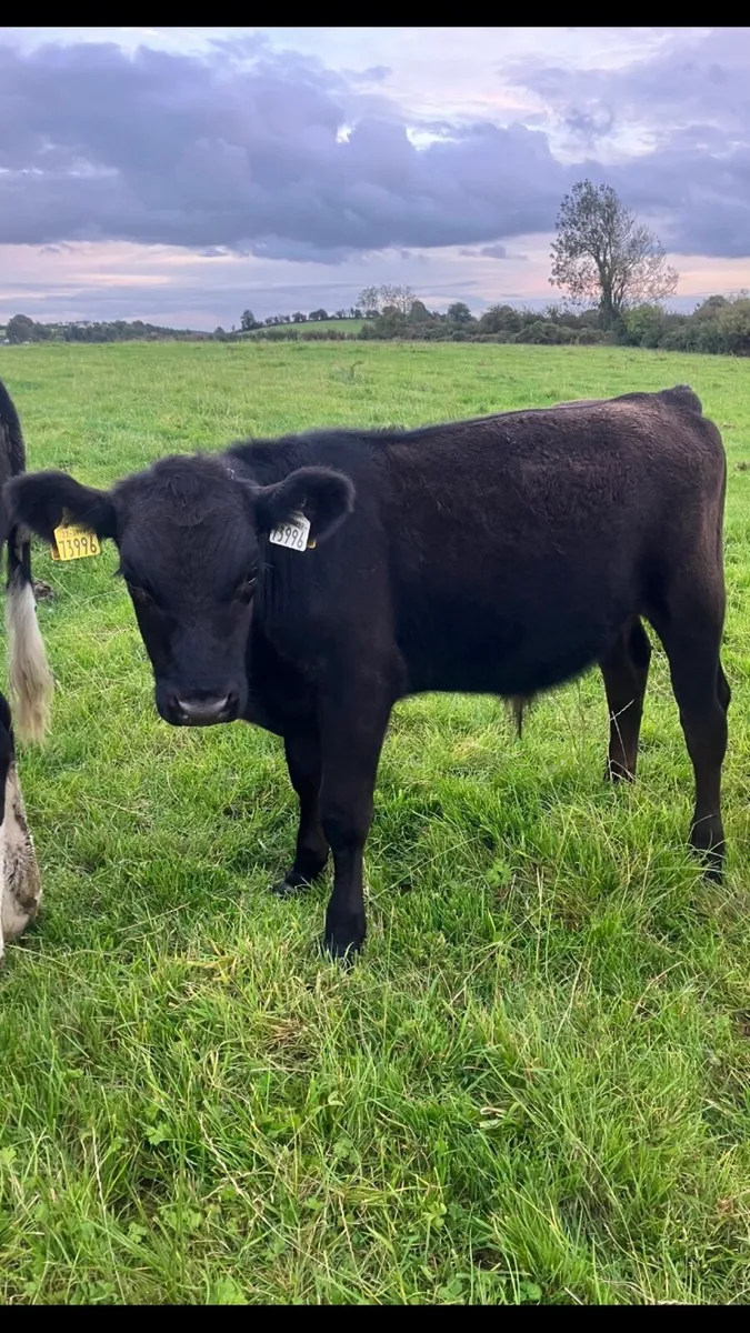 Bull weanlings - Image 4